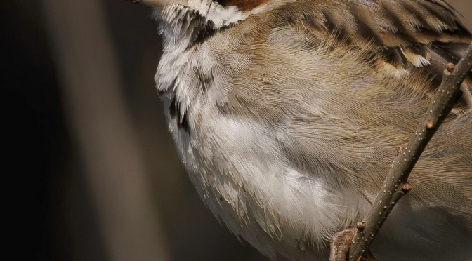 Rare Bird Alert North Carolina Lark Sparrow At Ft Fisher Best Life